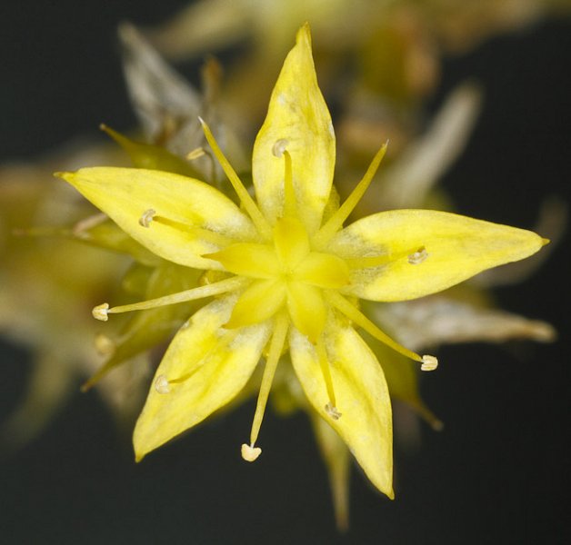 Looking closely at flowers